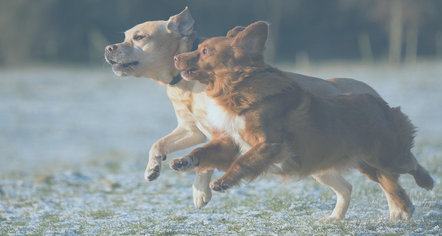 Exercising dogs