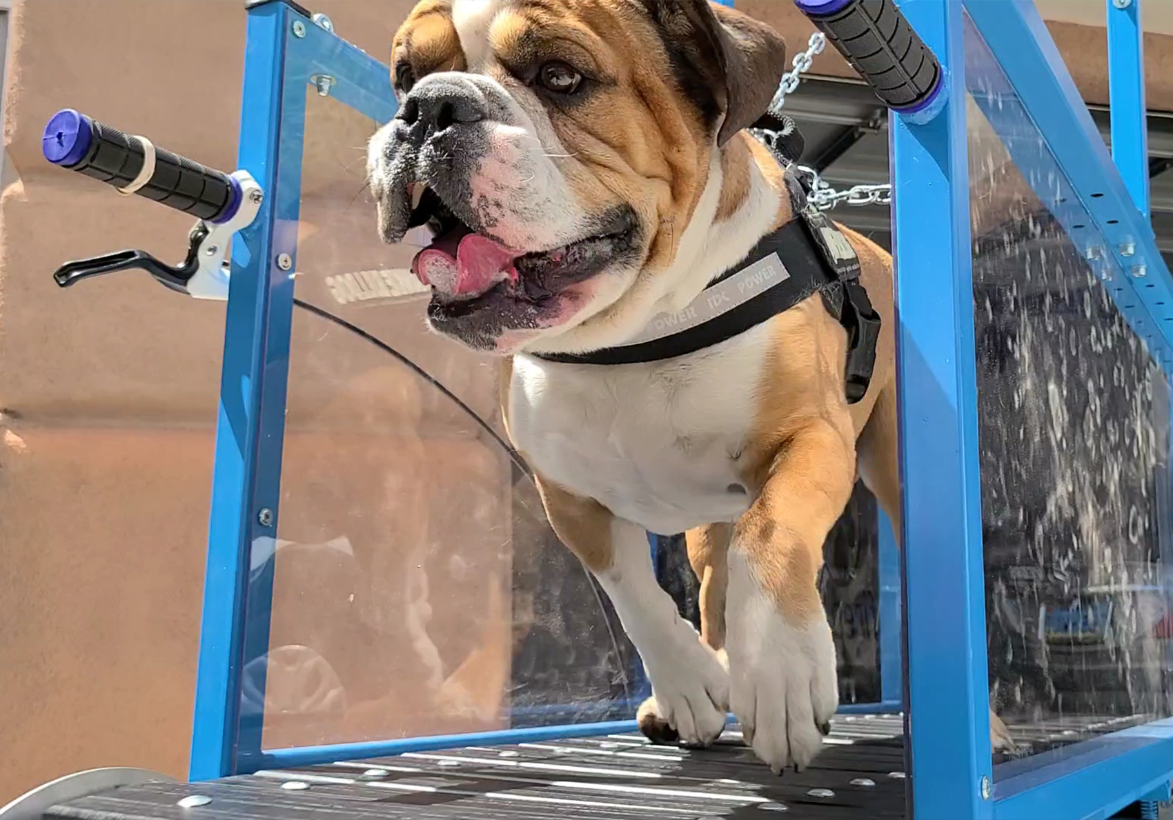 Bark N' Roll provides mobile treadmill service, exercise to dogs