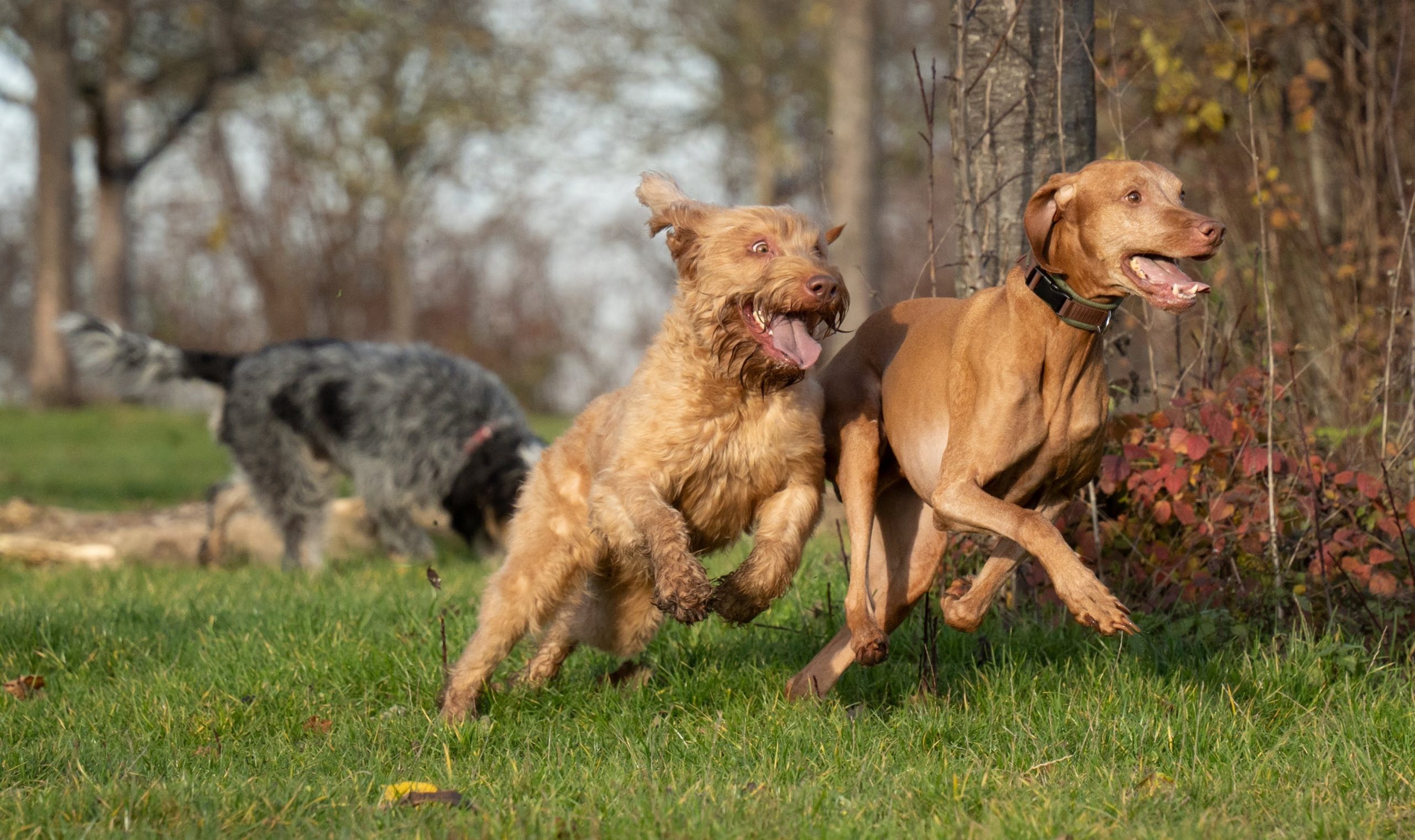 What Are The Fastest Dog Breeds?