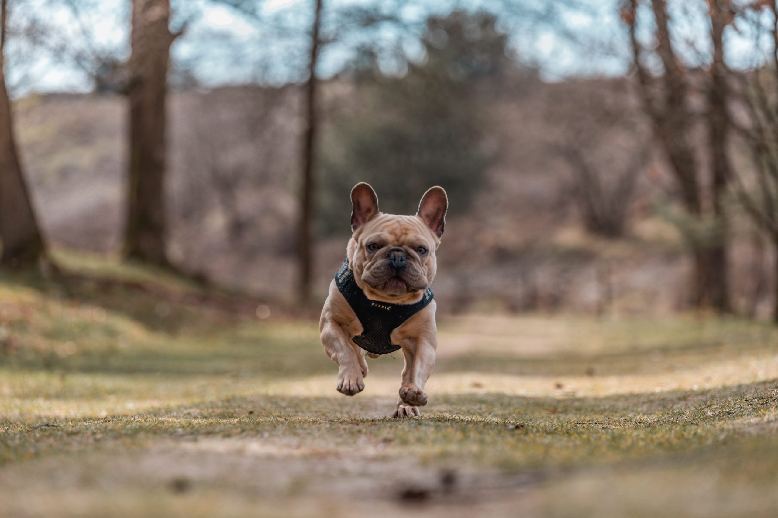 dog running and exercising