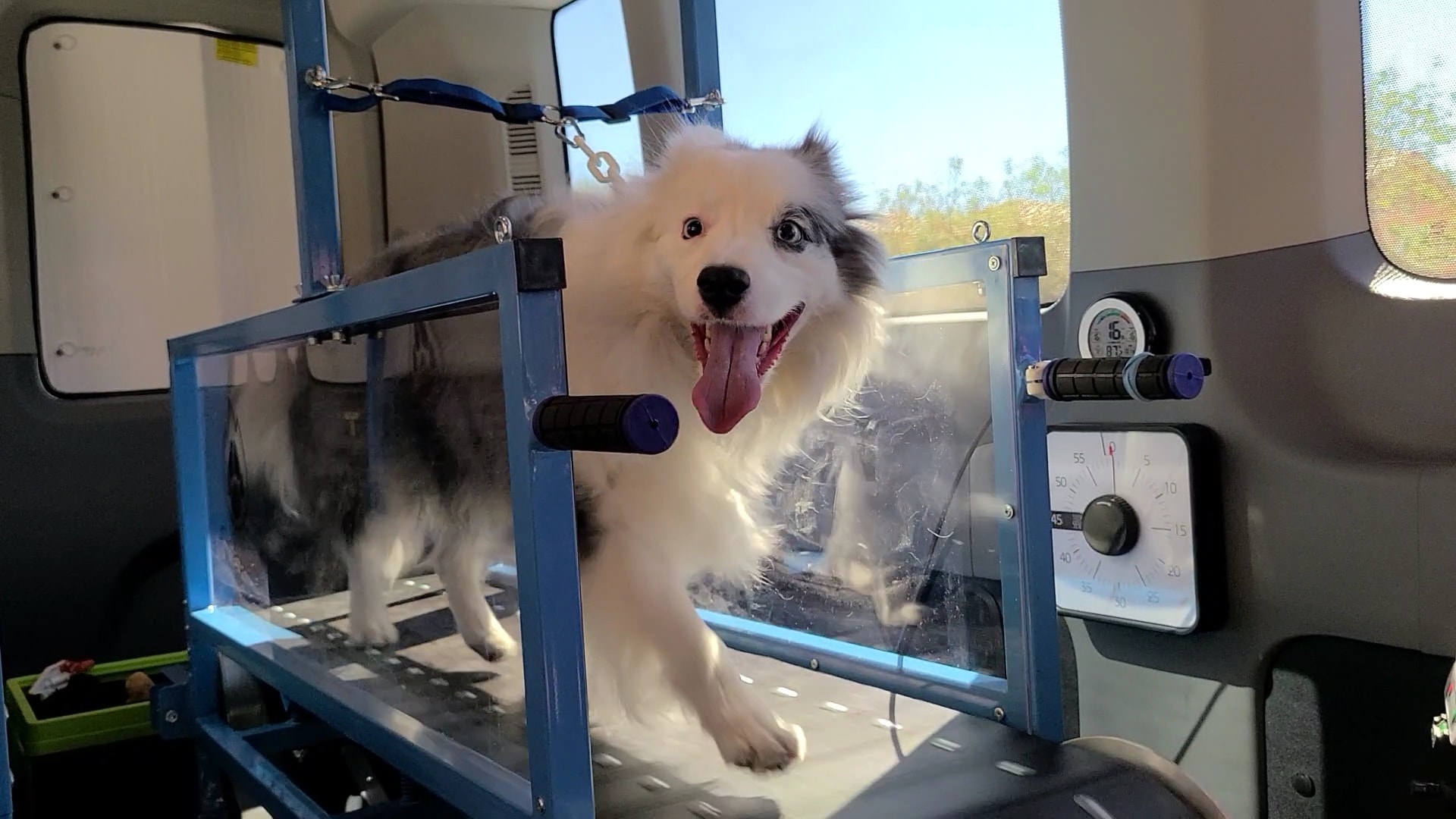 A Dog Treadmill Or Slatmill