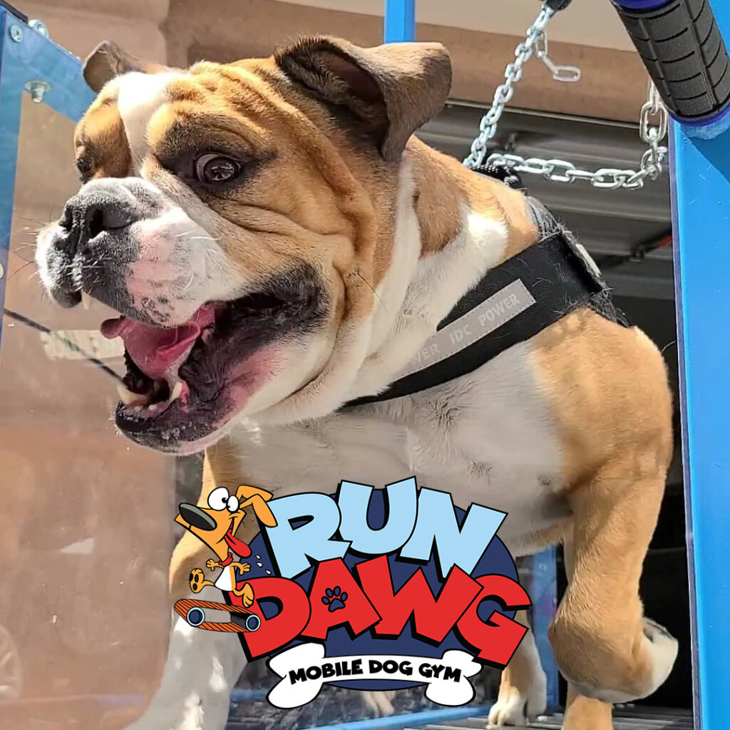 are-dog-treadmills-good-for-dogs