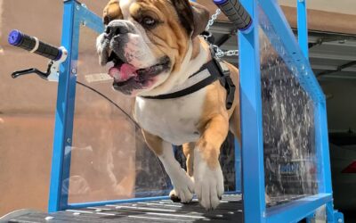 HIIT For Pet Owners