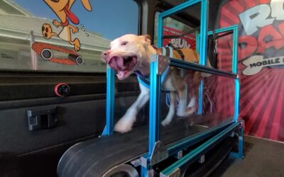 What Is A Mobile Dog Gym