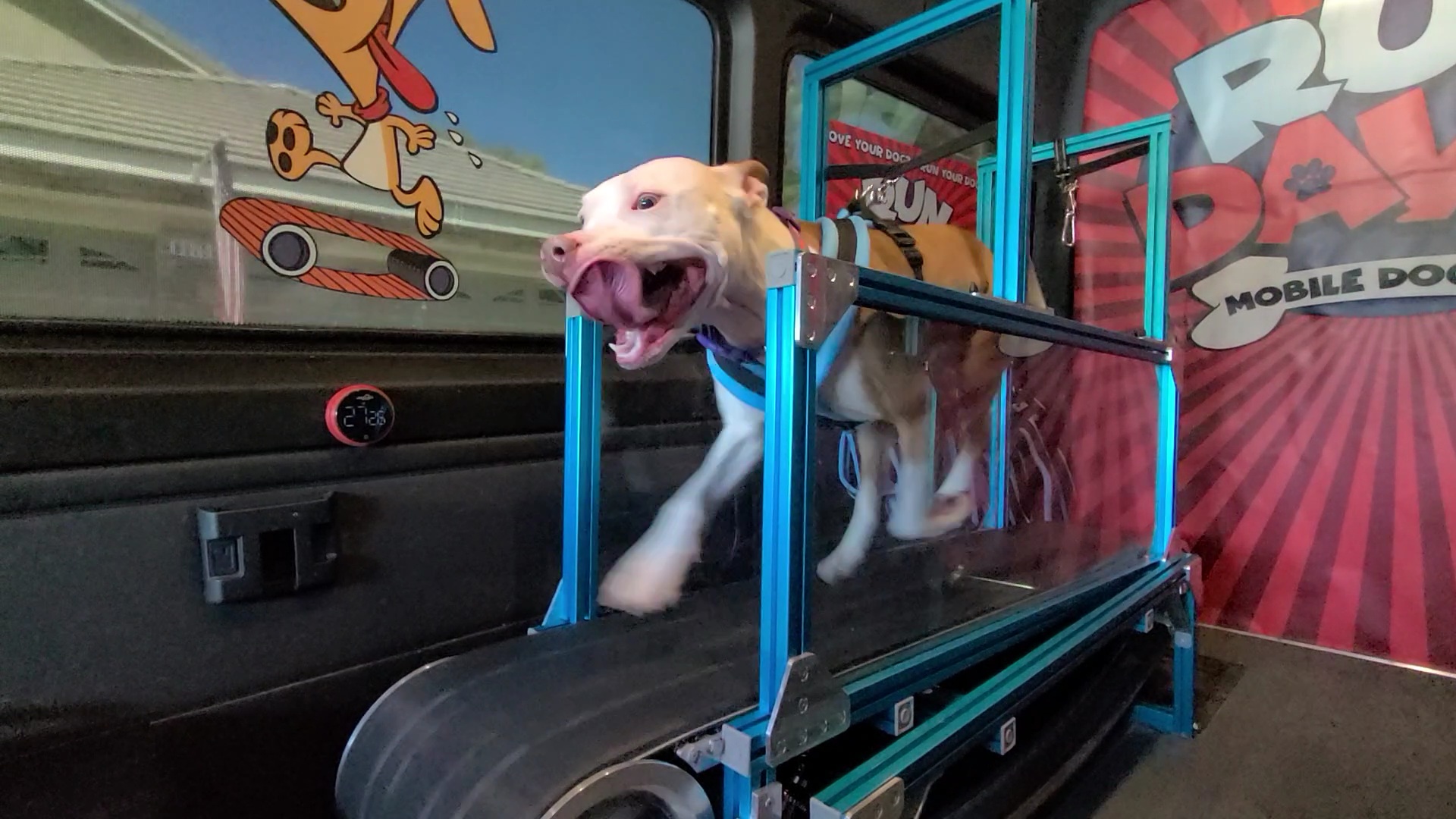 What Is A Mobile Dog Gym