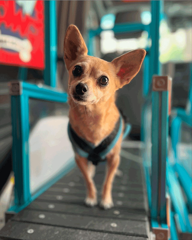 dog gym dog gym