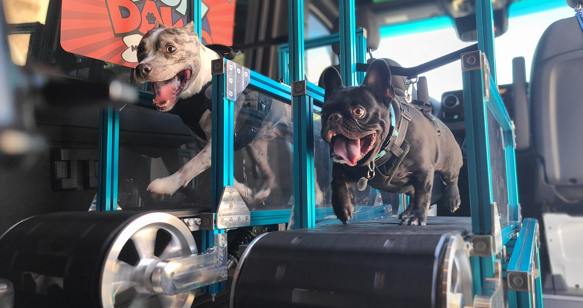 dogs running in dog gym